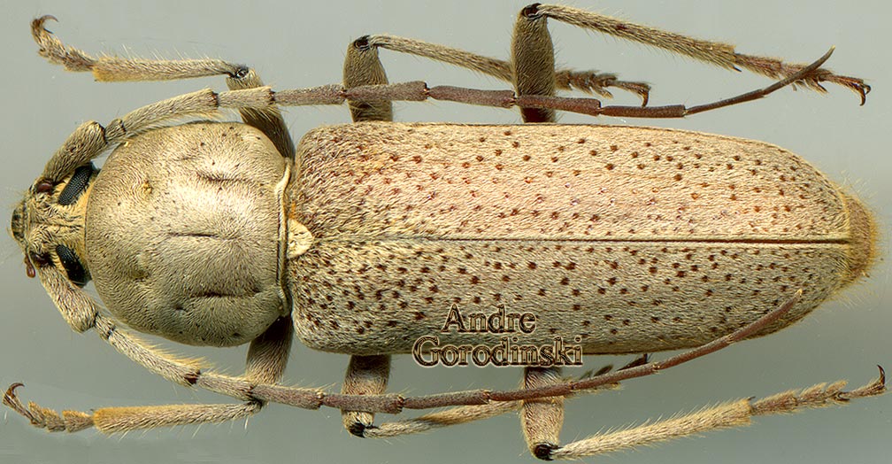 http://www.gorodinski.ru/cerambyx/Hesperophanes heideni.jpg